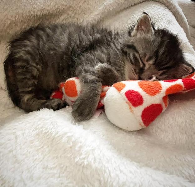 Kattenpraat