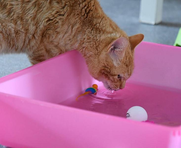 Kattenpraat