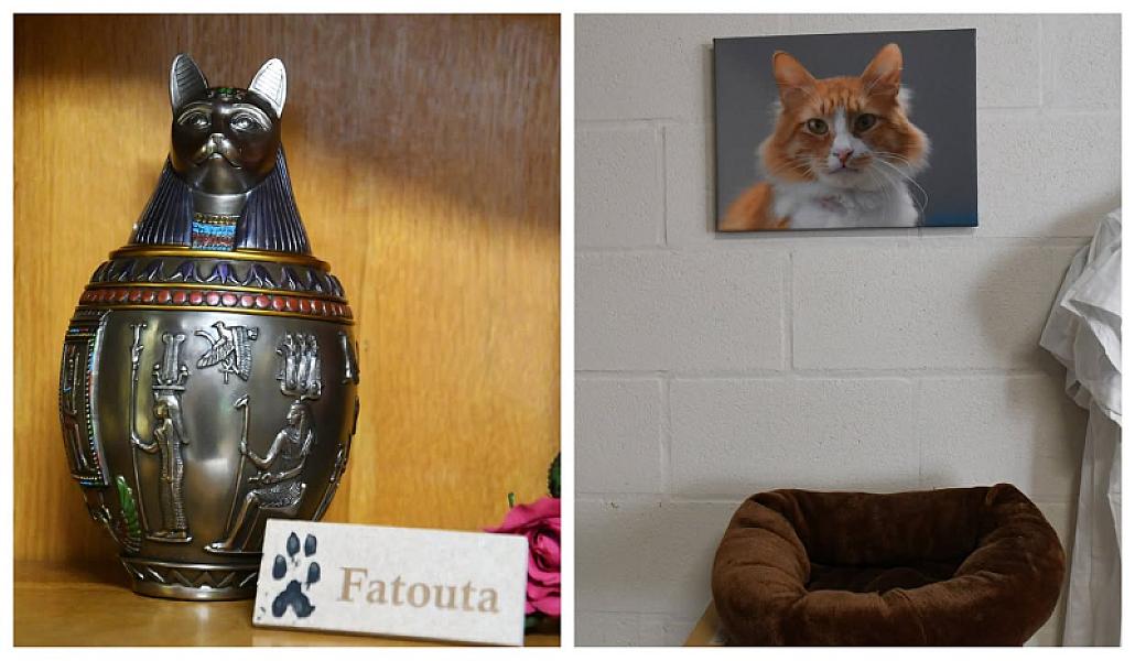 Kattenpraat