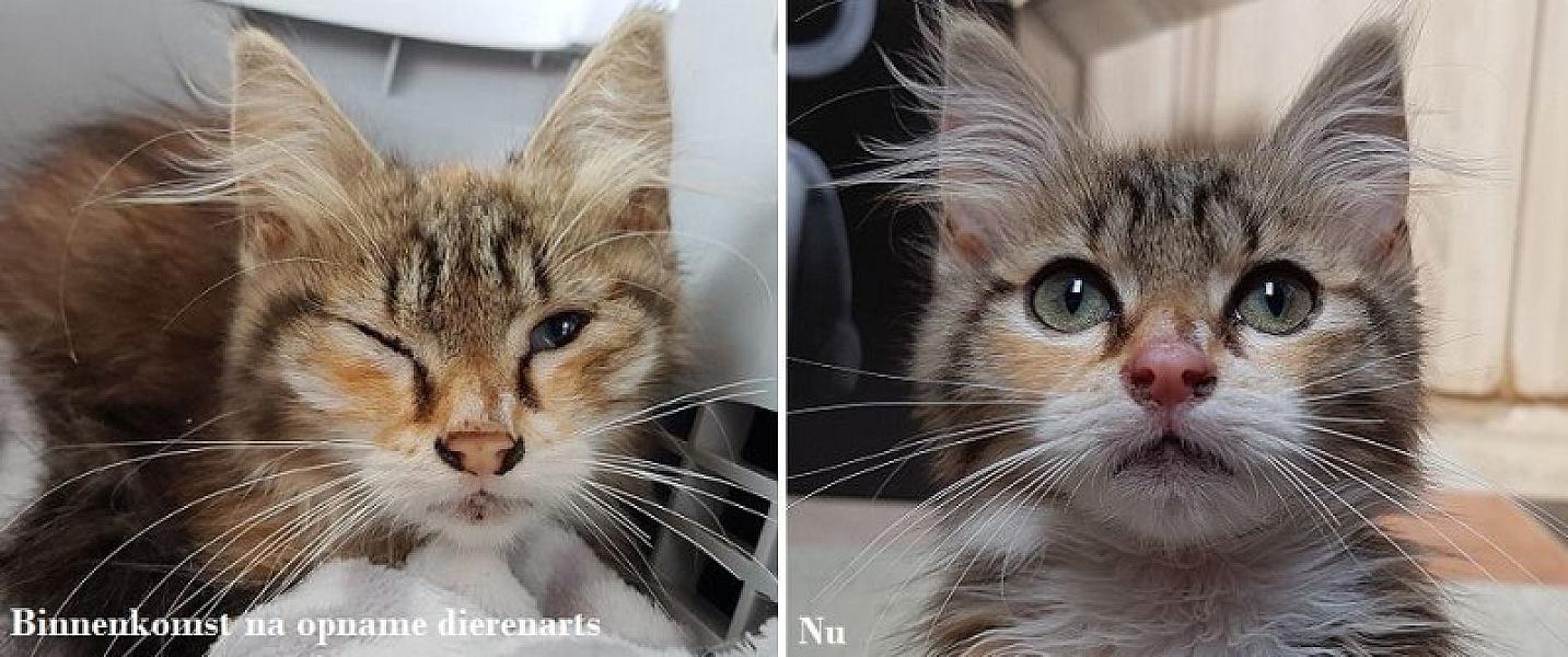 Kattenpraat