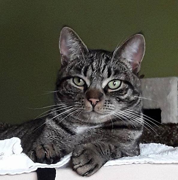 Kattenpraat