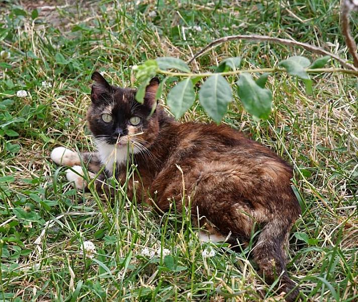 Kattenpraat