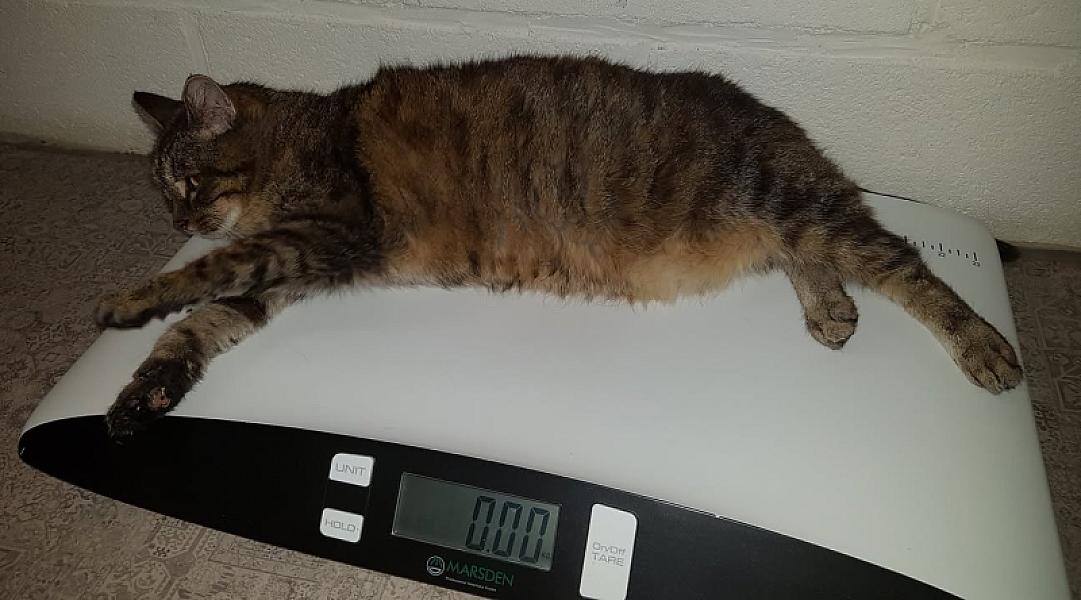 Kattenpraat