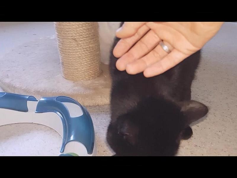 Kattenpraat