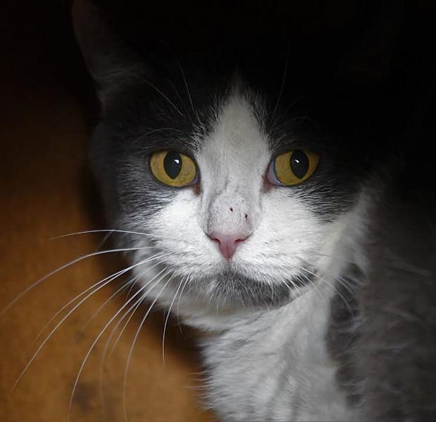 Kattenpraat