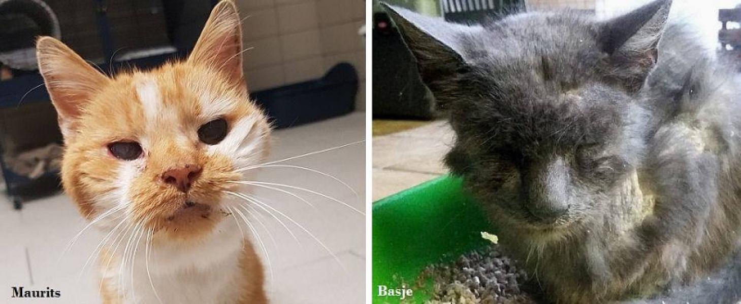 Kattenpraat