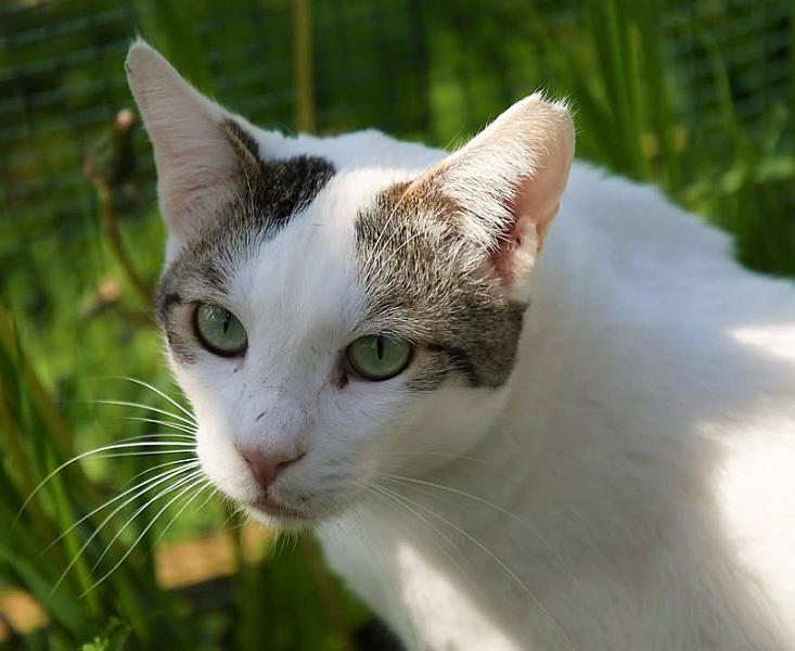 Kattenpraat