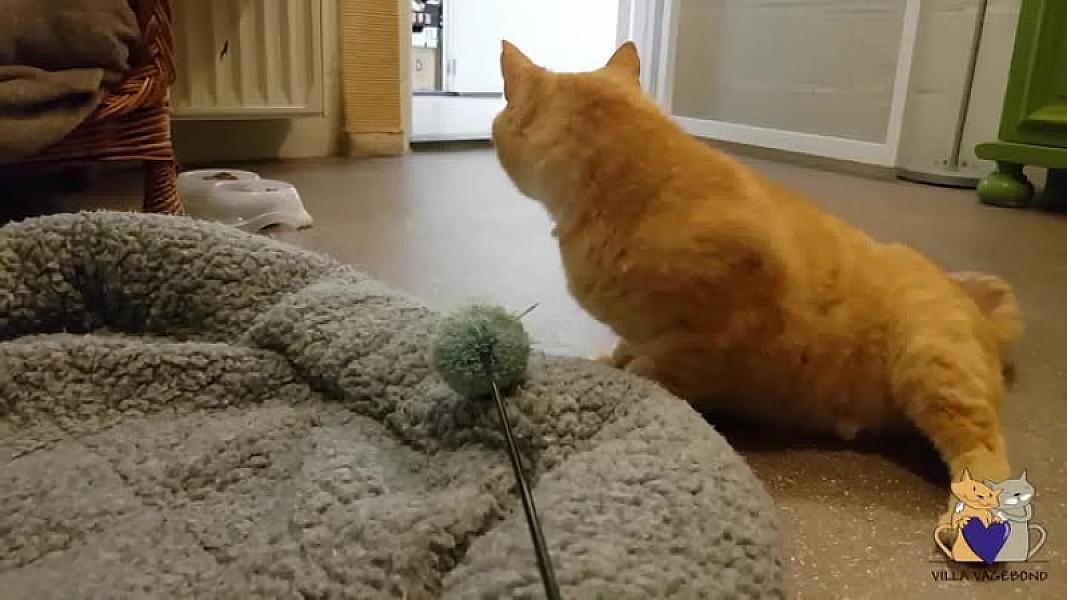 Kattenpraat