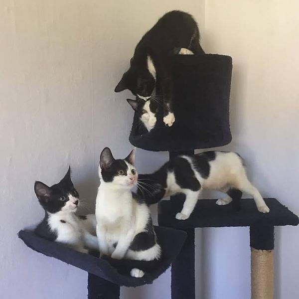 Kattenpraat