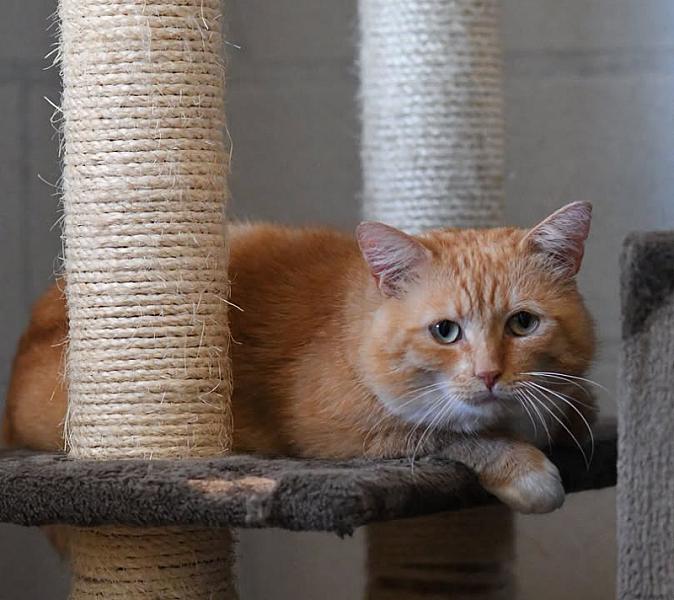 Kattenpraat