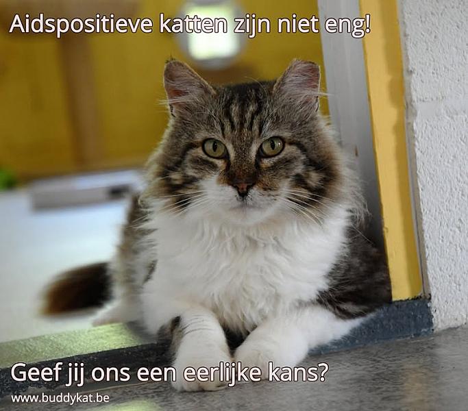 Kattenpraat