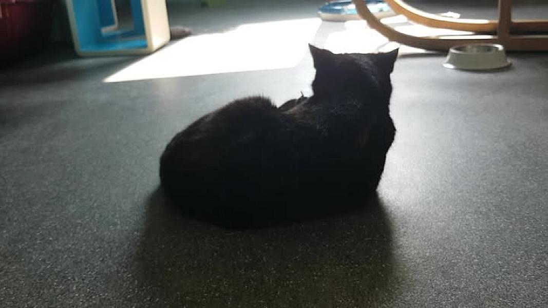 Kattenpraat