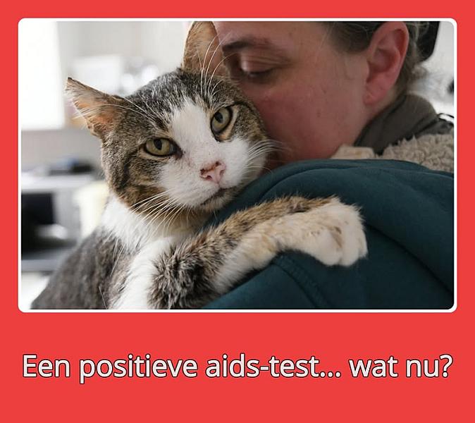 Kattenpraat