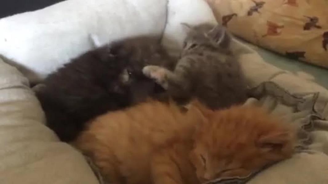 Kattenpraat