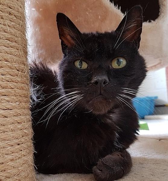 Kattenpraat