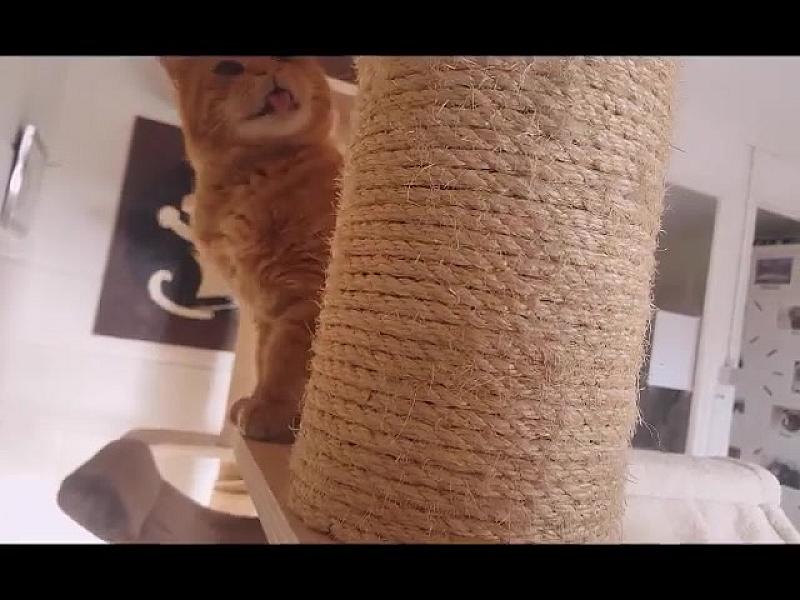 Kattenpraat