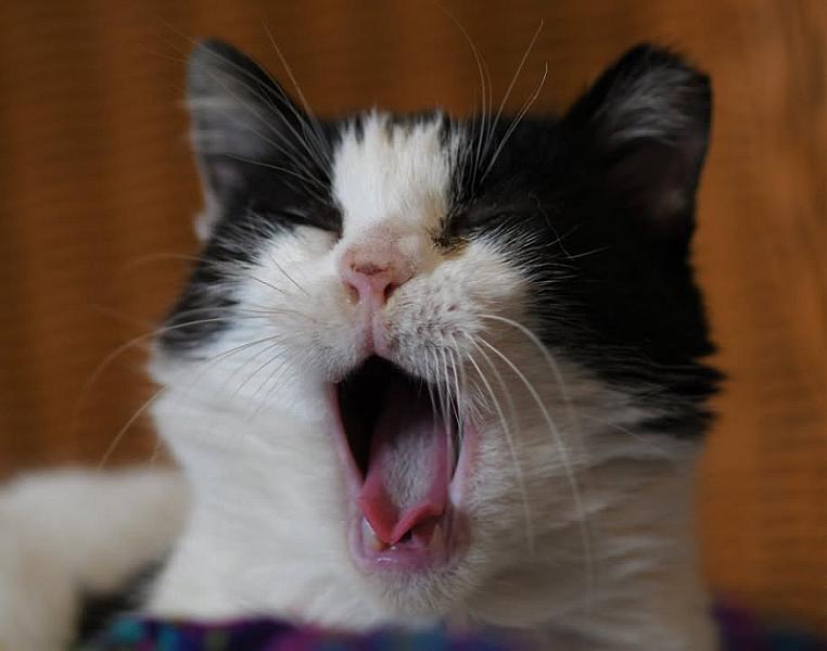 Kattenpraat