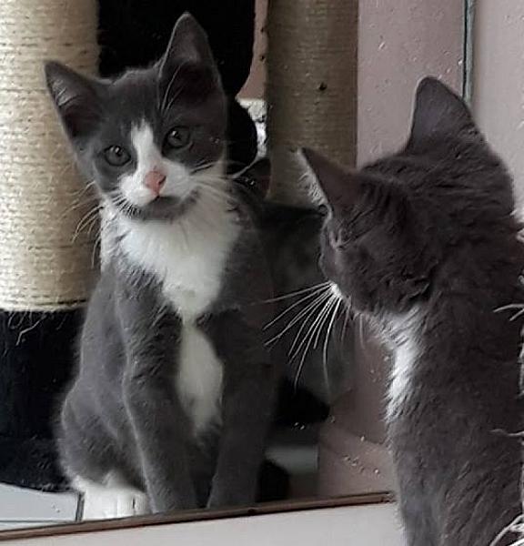 Kattenpraat
