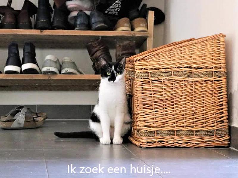 Kattenpraat