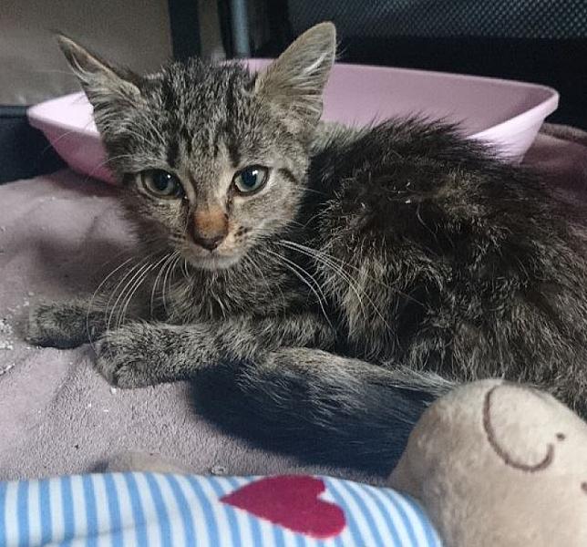 Kattenpraat