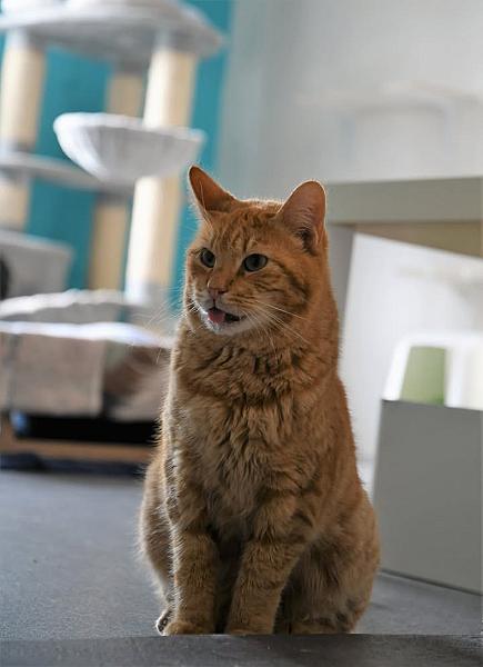 Kattenpraat