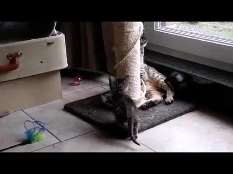 Kattenpraat