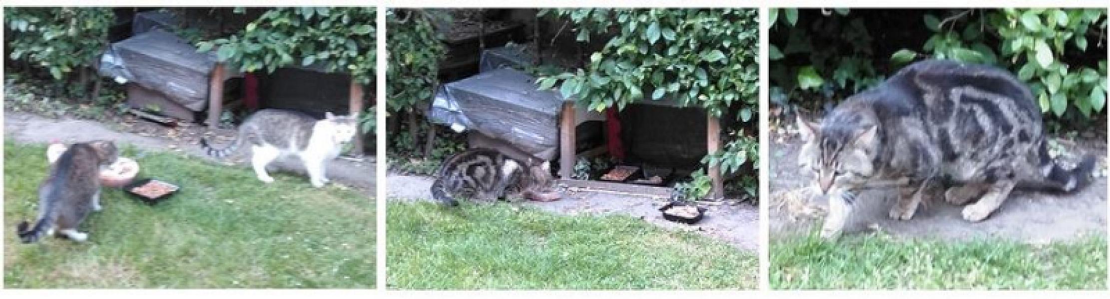 Kattenpraat