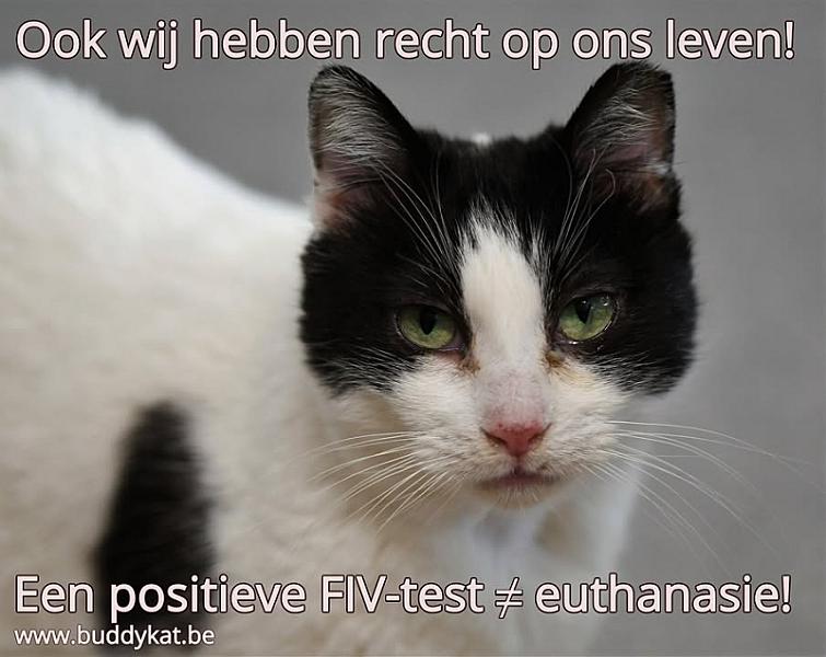 Kattenpraat
