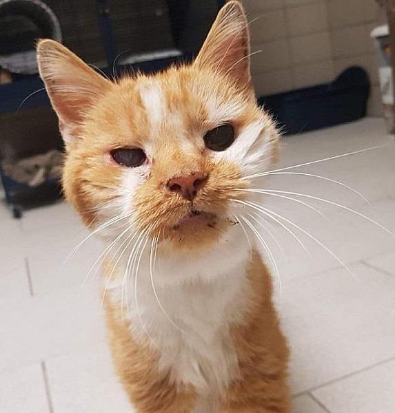 Kattenpraat