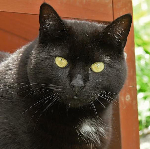 Kattenpraat
