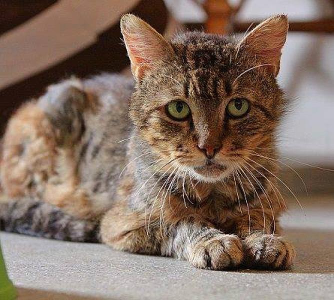 Kattenpraat