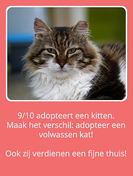 Kattenpraat