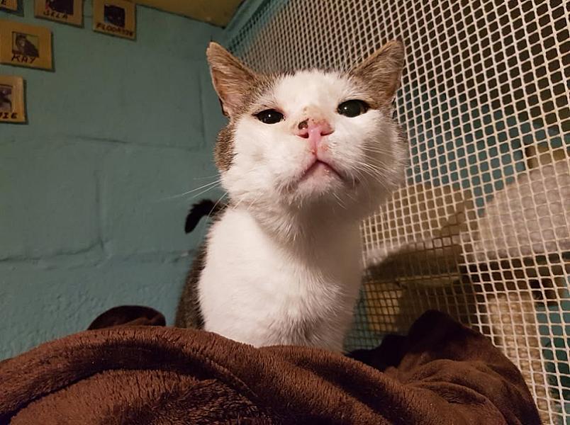 Kattenpraat