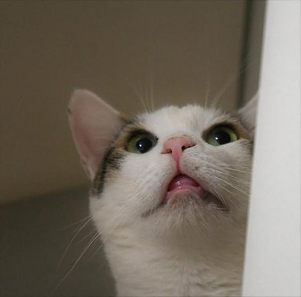 Kattenpraat