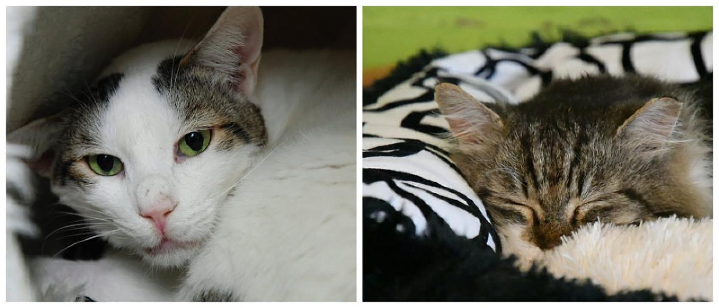Kattenpraat