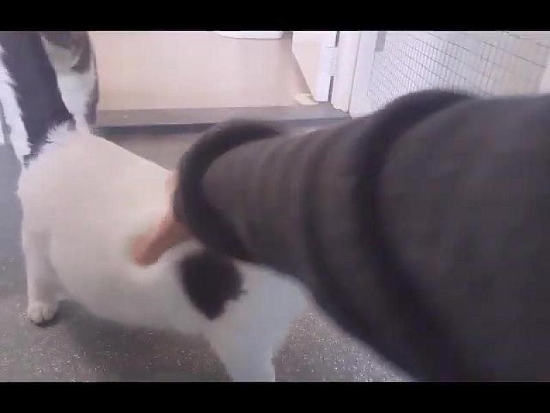 Kattenpraat
