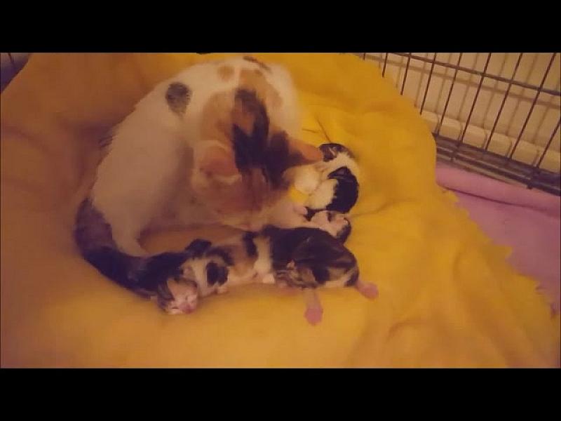 Kattenpraat