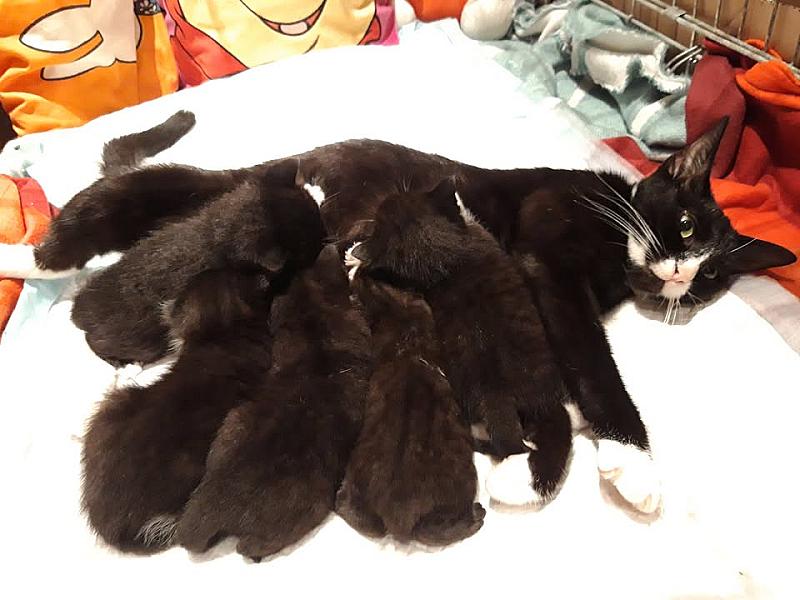 Kattenpraat