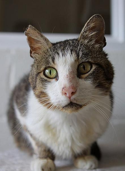Kattenpraat