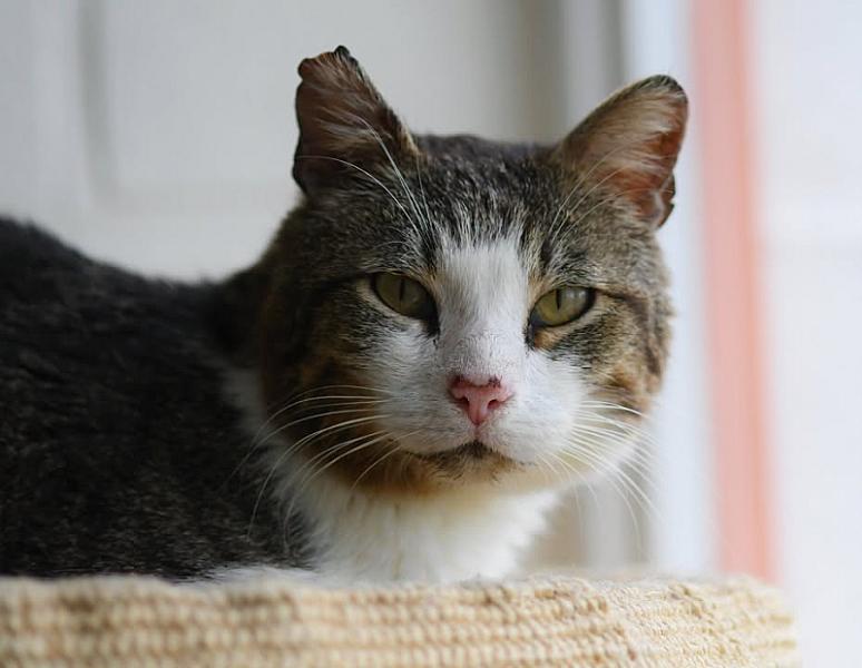 Kattenpraat