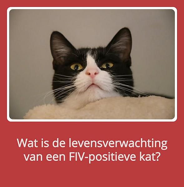 Kattenpraat