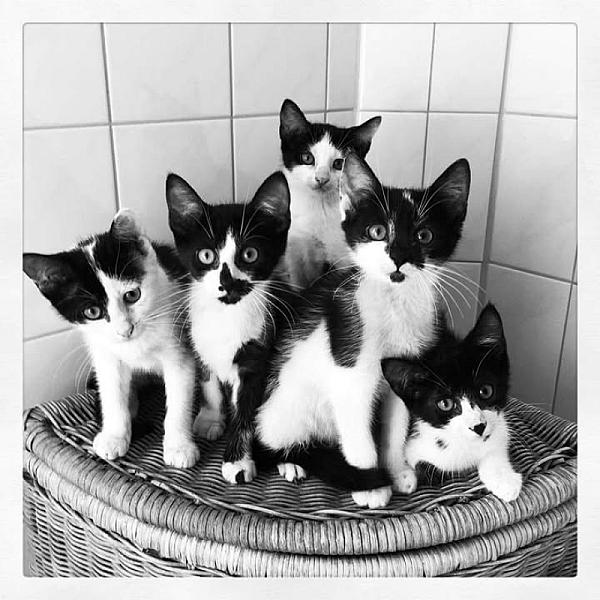 Kattenpraat