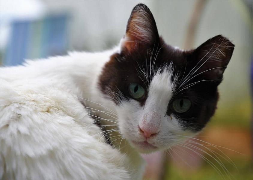 Kattenpraat