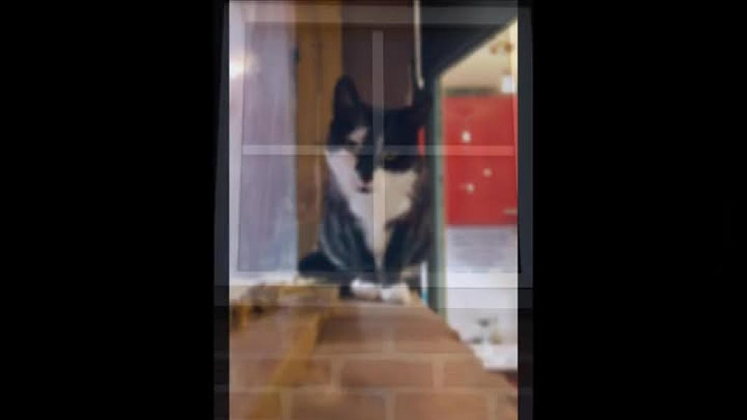 Kattenpraat