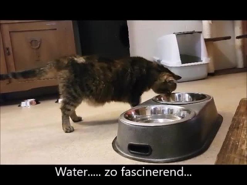 Kattenpraat