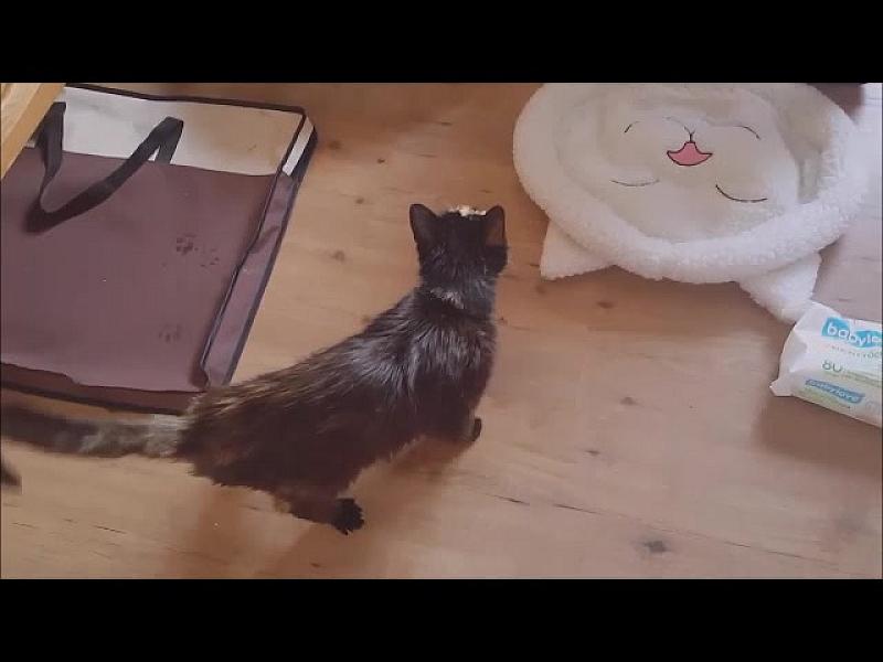 Kattenpraat
