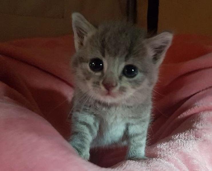 Kattenpraat