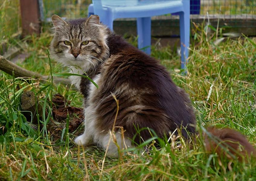Kattenpraat
