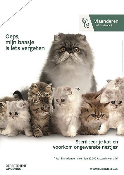 Kattenpraat