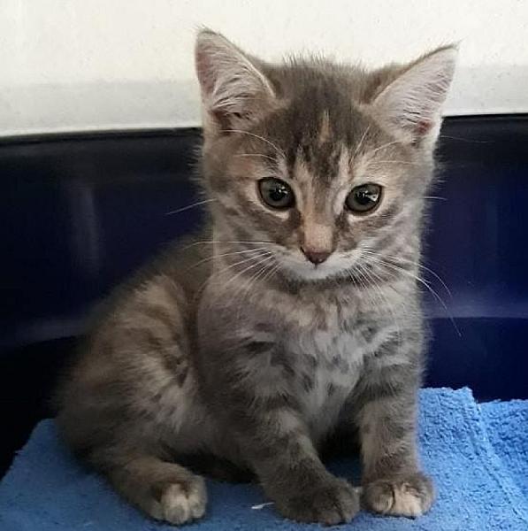 Kattenpraat